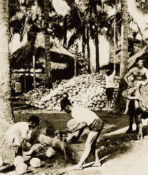 В XIX веке сырьём для изготовления мыла служило наряду с другими кокосовое масло, которое добывали из свежих плодов кокоса. Изображение: «Наука и жизнь»