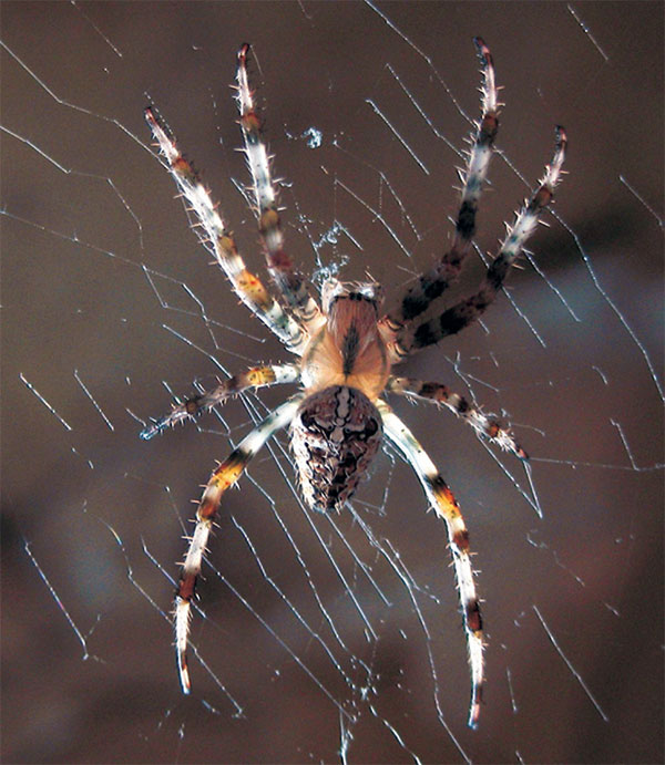 Изображение: «Квант»