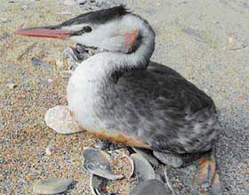 Обитатель острова Тузла, переживший катастрофу. Фото И. Кудрик, «Наука и жизнь»