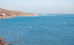 В прибрежной зоне пролива в районе порта Крым 13 марта 2008 года автор обнаружил стаю кормящихся лебедей, «нырявших» за кормом, что свидетельствует о чистоте дна в этом районе. Изображение «Наука и жизнь»