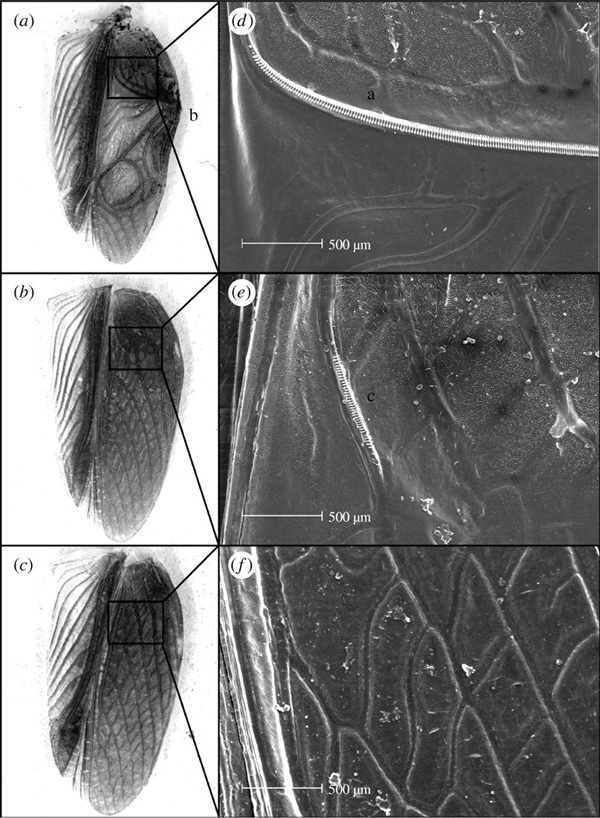 Электронная микрофотография крыльев T. oceanicus у нормальных самцов (а), самцов flatwing (в) и самок (с). Фото из статьи Zuk et al.