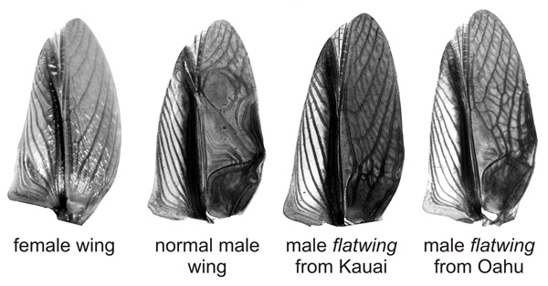 Крылья самцов flatwing с разных островов легко различить невооруженным глазом. У сверчков с острова Кауаи они напоминают крылья самок.  Фото Nathan W. Bailey с сайта www.flexiblephenotype.org