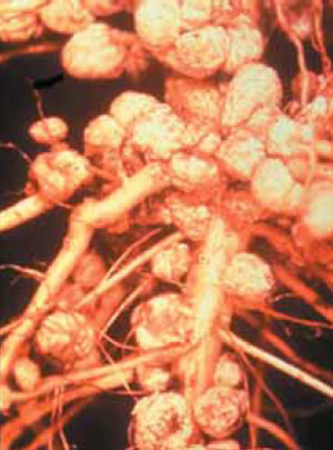 Бактерии-ризобии, живущие в клубеньках на корнях сои, переводят атмосферный азот в усваиваемый растениями аммоний, получая взамен комфортные условия жизни и все необходимые питательные вещества. Изображение: «Экология и жизнь»