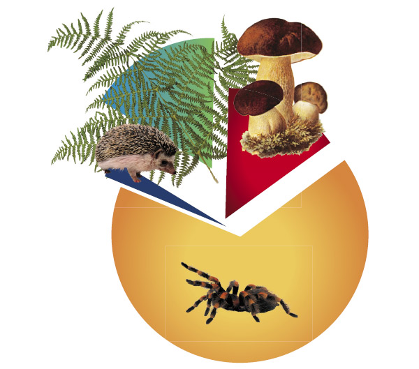 На сегодняшний день описано свыше 140 тыс. видов грибов, хотя по оценкам ученых их число превышает 1 млн. В России грибы по своему разнообразию занимают второе место среди основных групп организмов, уступая лишь беспозвоночным животным (Коваленко, 2002)