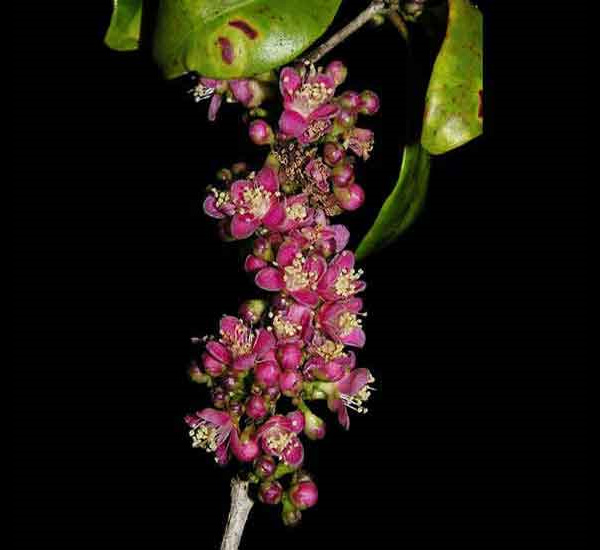 Eugenia petrikensis. Фото с сайта top10species.org