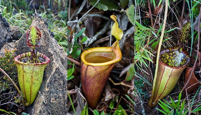 <i>Nepenthes attenboroughii </i>. Фото с сайта species.asu.edu