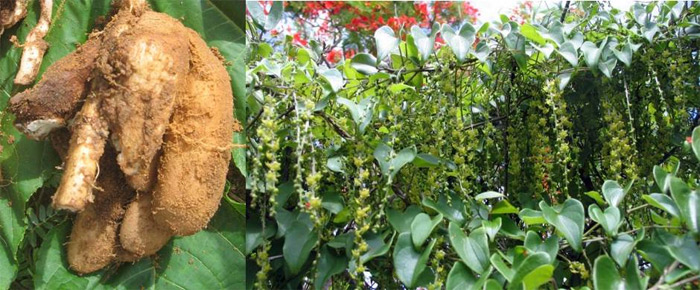 <i>Dioscorea orangeana</i>. Фото с сайта species.asu.edu