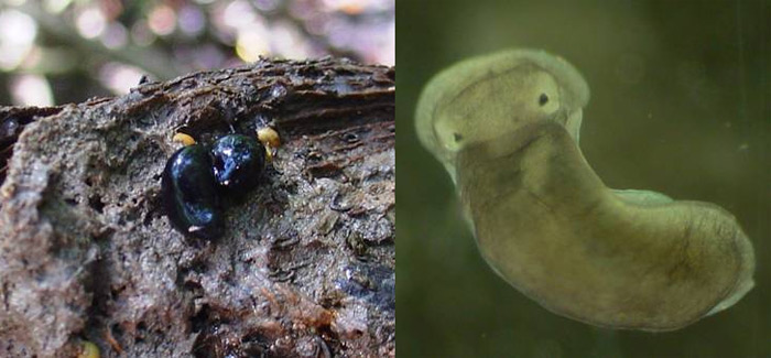 <i>Aiteng ater</i>. Фото с сайта species.asu.edu