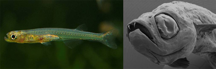 <i>Danionella dracula</i>. Фото с сайта species.asu.edu