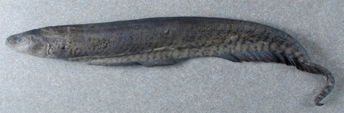 <i>Gymnotus omarorum</i>. Фото с сайта species.asu.edu