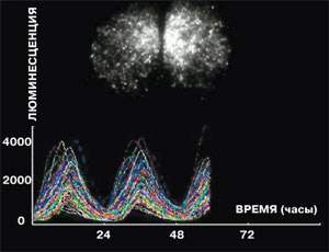 Можно «пометить» часовой ген геном люциферазы (фермента из светлячков, генерирующего биолюминесценцию), а затем с помощью биолюминесцентного анализа увидеть циркадную пульсацию любого органа и ткани. На снимке: суточная осцилляция гена Per в лёгких мыши. Изображение: «Наука и жизнь»