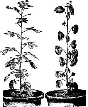 Суточный ритм растений интересовал и Чарльза Дарвина. Он изобрёл аппарат для измерения движения листьев. Дарвин характеризовал состояние растения со свёрнутыми листьями как сон и предполагал, что растения складывают листья на ночь, чтобы сохранить тепло и влагу. На странице из книги Ч. Дарвина «Способность к движению у растений» изображена Cassia corimbosa днём и ночью. Изображение: «Наука и жизнь»