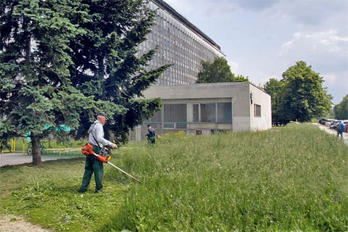 Стрижка наголо — тот идеал, к которому, похоже, стремятся службы озеленения города.