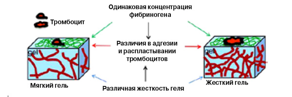 <b>Рис. 3.</b> Эксперимент, доказывающий механочувствительность тромбоцитов. Они активнее садятся на жесткий гель и сильнее распластываются на нем