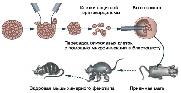 Опыты Минц и Ильмензее. Пересадка опухолевых клеток в эмбрион здоровой мыши приводит к их трансдифференцировке в нормальные. При этом развиваются химерные мыши с характерной мозаичной окраской (мышь, у которой брали опухоль, была черной). Изображение: «Химия и жизнь»