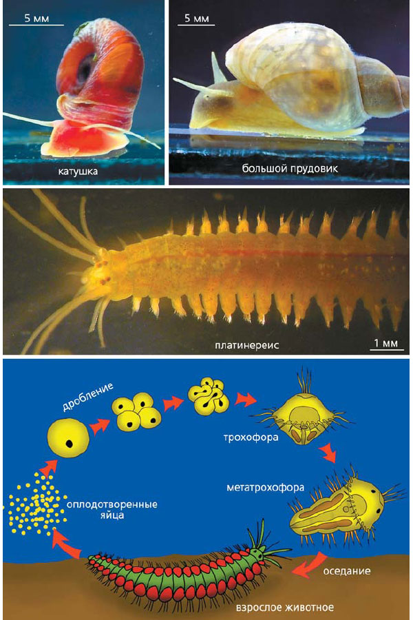 Подопытные моллюски (вверху) и морской многощетинковый червь платинереис (в середине). Внизу приведена схема жизненного цикла платинереиса, одного из трохофорных животных. Изображение: «Природа»