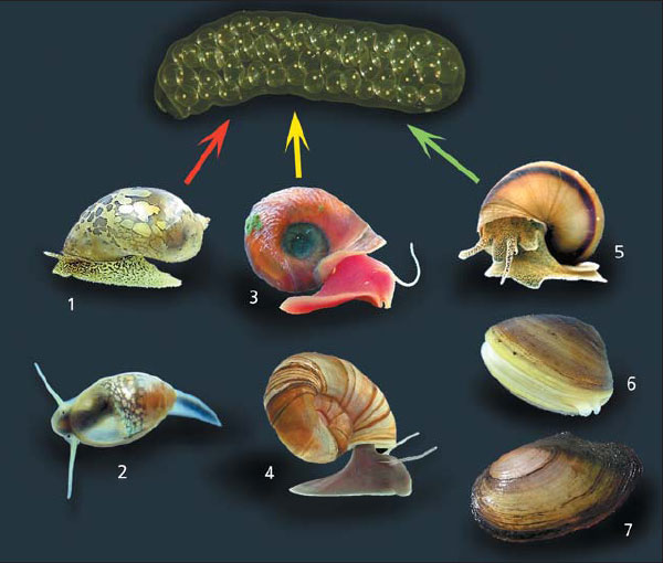 Моллюски, обитающие в одних водоемах с прудовиком и по-разному влияющие на развитие его зародышей. Все они разделились на три группы: в группу сильно замедляющих развитие попали ушастый прудовик (1) и физа (2), средне замедляющими были аквариумная (3) и роговая (4) катушки, практически никак не влияли живородка (5), шаровка (6) и перловица (7). Изображение: «Природа»