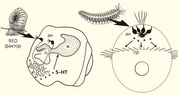 Предполагаемый механизм влияния химического фактора, выделяемого голодными взрослыми животными, на развитие их потомков. Апикальные нейроны зародышей (ан) в ответ на RED-фактор увеличивают выброс серотонина (звездочки, 5-НТ). У пресноводных улиток (слева) он действует на рецепторы (точки), находящиеся на мембранах клеток эмбрионального пищеварительного тракта в верхней части пищевода (п) и в желудке (ж), и изменяет скорость захвата и усвоения пищи. У свободноплавающих личинок полихет серотонин учащает биение ресничек прототроха (пр). Изображение: «Природа»