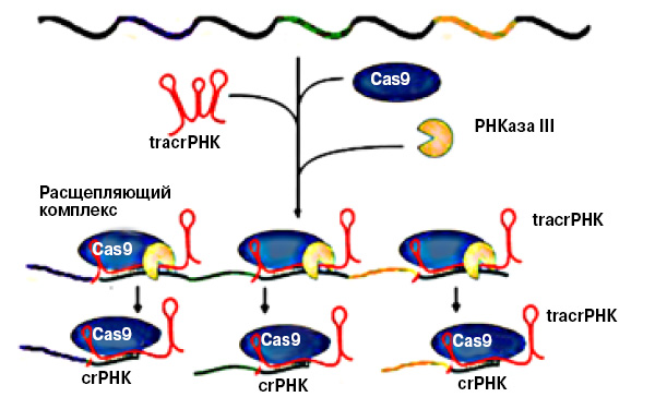 <b>Рис. 3.</b> Так образуются комплексы crРНК/tracrРНК-Cas9—оружие иммунной системы прокариот (по: <i>Nature</i>, 2011, 471, 7340, 602–607). Фермент РНКаза III и белок Cas9 распознают tracrРНК, комплементарную последовательностям повторов в цельной молекуле РНК-предшественника (pre-cr РНК). Расщепление, по всей видимости, происходит в середине повтора. Образуются crРНК, каждая из 42-нуклеотидов: 22 «хвостовых» — остаток повтора, остальные 20 — уникальный спейсерный фрагмент, который помогает белку Cas9 искать инородную ДНК