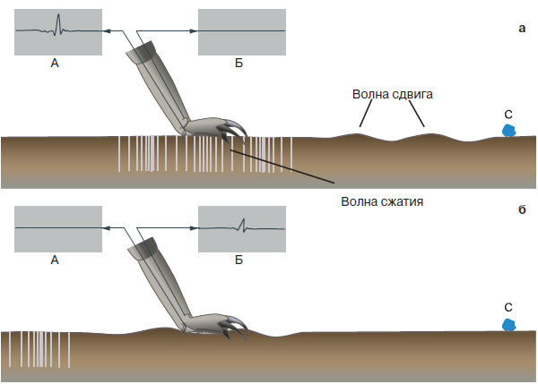 Рис. 6. Схема показывает, как скорпион измеряет дальность до цели. Волны сжатия (вверху) достигают лапки быстрее, чем волны сдвига от того же объекта (внизу), и чем больше запаздывание, тем дальше объект. Изображение: «Химия и жизнь»