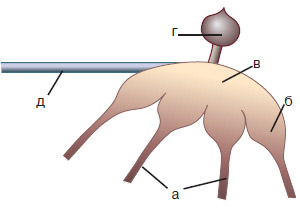 Рис. 7. Структура нервной системы скорпиона: а — каналы связи, по которым поступают сигналы от приемников вибросигналов каждой ноги, б — нервные узлы, обрабатывающие эти сигналы, в — центральное ядро, где обрабатывается информация от всех виброприемников сразу, г — головной мозг, обеспечивающий работу хватательных щупальцев, клешней и ядовитых желез, д — нервная система пищеварительного тракта. Если судить по объему нервных структур, обработка информации от вибродатчиков — важнейшая «интеллектуальная задача» скорпиона. Изображение: «Химия и жизнь»