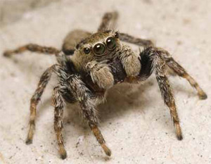 Фото: Алексей Волков. «Химия и жизнь»