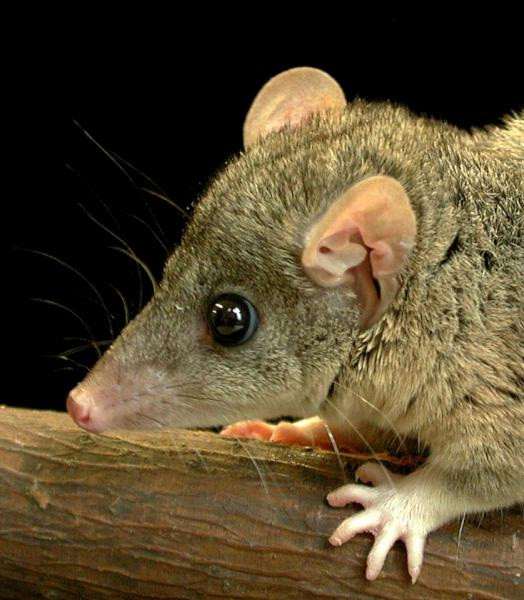 Серый короткохвостый опоссум Monodelphis domestica. Фото с сайта animaldiversity.ummz.umich.edu