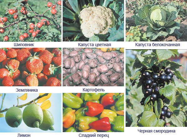 Самые «аскорбиносодержащие» продукты (изображение: «Наука и жизнь»)