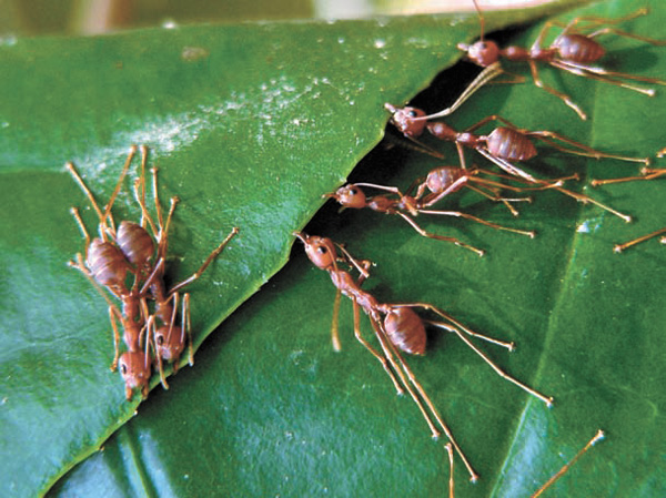 Муравьи-ткачи скрепляют листья для гнезда