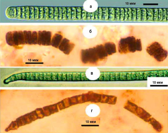 Типичная цианобактерия — осциллятория — и ее древние родственники («Химия и жизнь» №9, 2016)