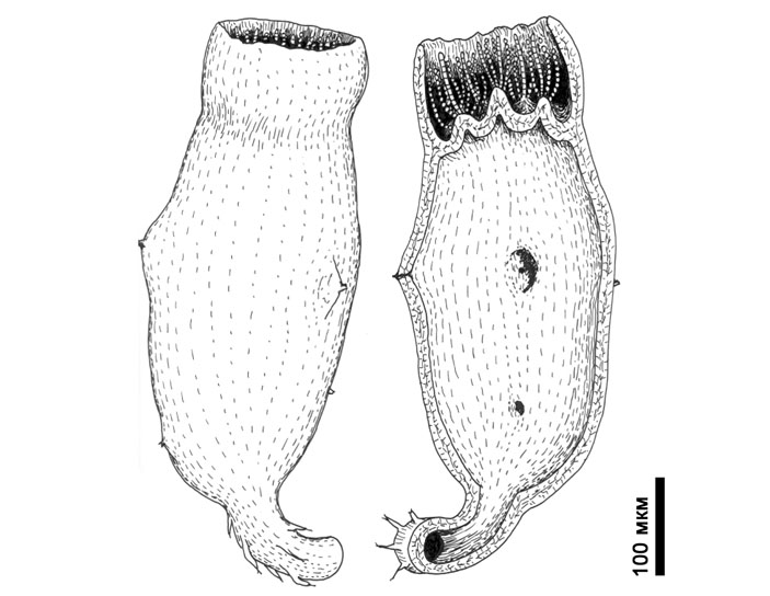 Самый древний известный эукариот — загадочный организм Diskagma buttonii («Химия и жизнь» №9, 2016)