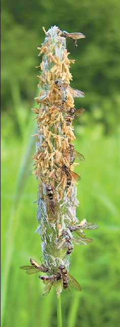 Cкопление зараженных энтомофильным грибком мух из семейства журчалок на высоком злаке-лисохвосте (Московская обл., Одинцовский р-н, Звенигородская биостанция МГУ, 9.VI 2005). Мелкие беловатые полоски на теле гомфоцерины — проросший грибок. Изображение: «Природа»