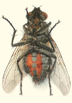 Пораженная грибком-зоофторой самка мясной мухи, извлеченная из-под земли спустя два дня после закапывания. Изображение: «Природа»