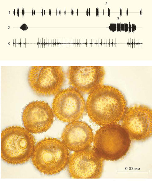 Вверху — осциллограмма звука, который муха издавала крыльями, закапываясь в почву (Московская обл., Одинцовский р-н, окрестности пос. Назарьево, 15.VIII 2007, 21–22°). Развертка осциллограмм: 1 — 3 мин, 2 — 10 с, 3 — 500 мс. Внизу — микрофотография спор грибка, извлеченных из тела мухи спустя 16 дней после закапывания. Изображение: «Природа»