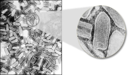 Рисунок 5. Вирус бешенства. Изображение с сайта www.cdc.gov