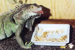 Зеленая игуана не стремится к уединению и хорошо переносит содержание в неволе. (Здесь и далее фото автора)