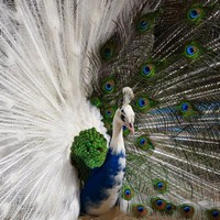 Павлин-лейкист