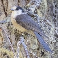 Канадская кукша