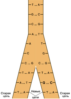 Рис. 1. Клетка, получившая мутацию, передает ее одной из дочерних клеток. Изображение: «Химия и жизнь»