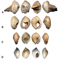 Остатки древнейших ожерелий: перфорированные раковины из Израиля (A—B) и Алжира (C). Для сравнения показана современная ракушка того же вида (D). E—F: отверстия в раковинах. Рис. из статьи в Science