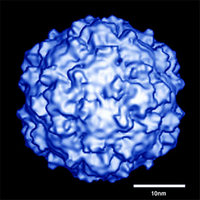 «Чтобы выжить, мы должны быть разными и помогать друг другу». Так сказал бы о себе полиовирус, умей он говорить (фото с сайта bilbo.bio.purdue.edu)