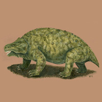 Парейазавр Deltavjatia vjatkensis, живший на территории России в конце пермского периода