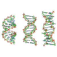 Участки двойных спиралей разных форм ДНК