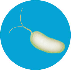 <p>Электронная микрофотография бактерии и ее жгутиков.</p>