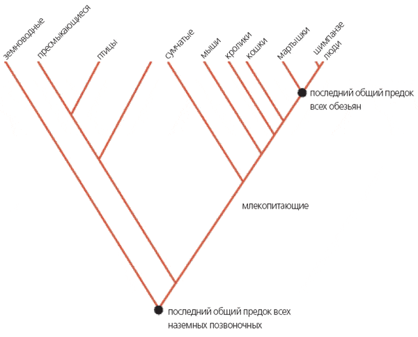 От последнего общего предка всех современных четвероногих (наземных позвоночных) произошли земноводные и предшественники пресмыкающихся. Птицы и млекопитающие возникли из разных эволюционных ветвей древнейших пресмыкающихся.