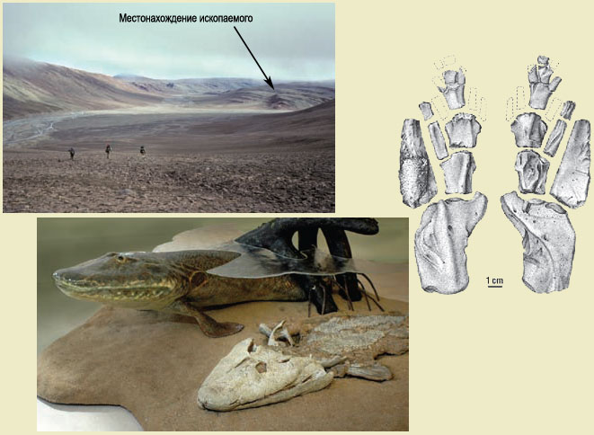 Остатки тиктаалика были обнаружены в темном обнажении горной породы, видном в правой части верхней фотографии.