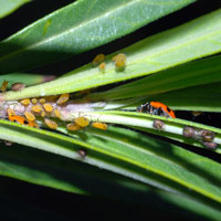 Вылезающая из-за листа божья коровка идет охотиться на тлей, которые кормятся тканями растения