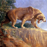 Смилодона обычно изображают грозным хищником, рычащим наподобие льва, но на самом деле, как выяснили американские исследователи, он куда вероятнее издавал низкочастотное урчание, как рассерженная пум