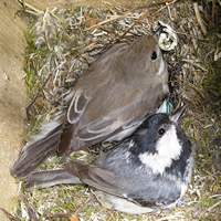 Совместное гнездо мухоловки-пеструшки и московки