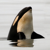 Косатка осматривается